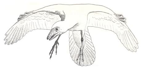 Origen y evolución de las aves   Monografias.com