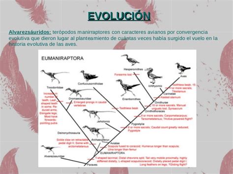 Origen y evolución de las aves