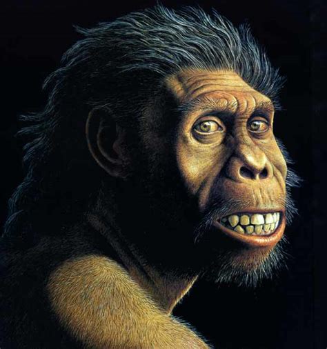 Origen y Evolucion del Hombre: HOMO HABILIS