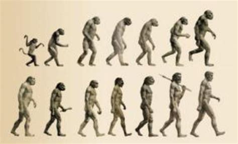 Origen y evolucion del hombre timeline | Timetoast timelines