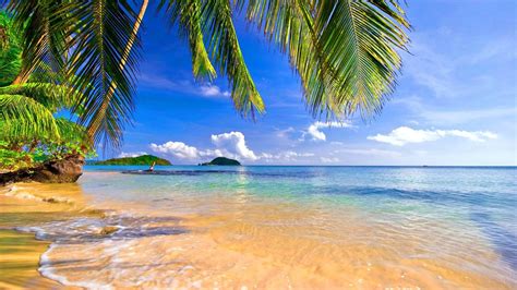 orilla de las palmeras playa tropical Photo fondo de ...