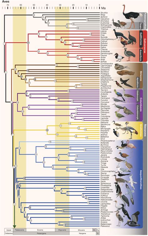 Ornithologists Publish Most Comprehensive Avian Tree of ...
