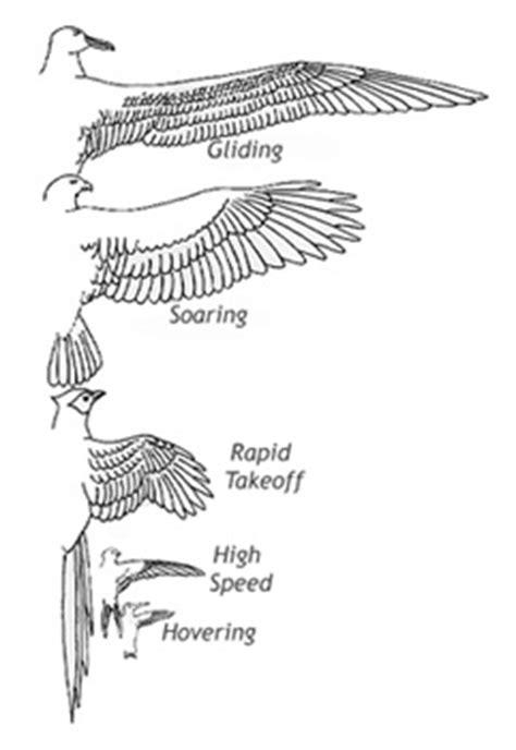 Ornithology Lecture Notes   Flight