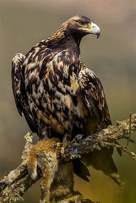 Ornito Addiction: Águila imperial ibérica. Rapaces en ...