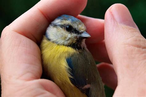 Ornitología: el estudio de las aves    Vive la Naturaleza