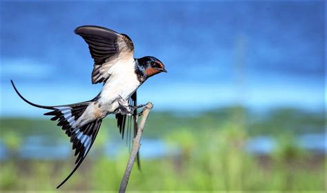 Ornitología | Qué es, definición, qué estudia, para qué sirve, ramas ...