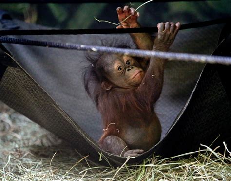 Orphaned Baby Orangutan Makes Debut at Utah Zoo Picture ...