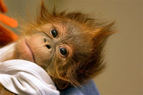 Orphaned Orangutan Finds New Home Picture | Cutest baby ...