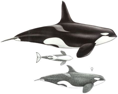 ORQUE  ORCINUS ORCA    Centerblog