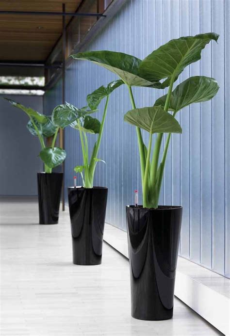 Os vasos decorativos pretos não decepcionam! | Plantas ...