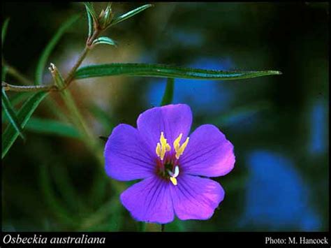 Osbeckia australiana Naudin: FloraBase: Flora of Western ...