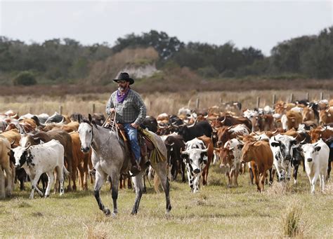 Osceola cattle drive highlights Florida s cowboy history ...