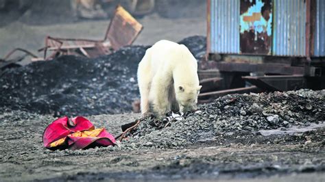 Oso polar busca comida en ciudad de Rusia y se hace viral ...
