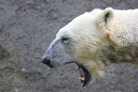 Oso polar intenta comer plástico para no morir de hambre ...