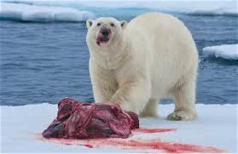 Oso polar o oso blanco  Ursus maritimus