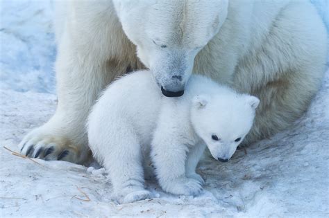 Oso polar: ¿por qué está en peligro de extinción?   Muy Interesante