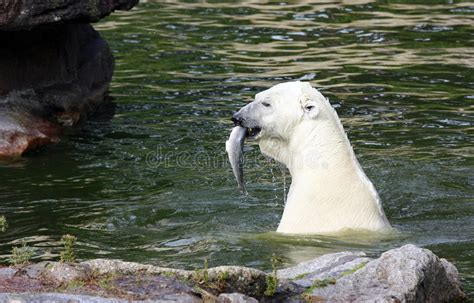 Oso Polar Que Come Un Pescado En El Agua Foto de archivo ...