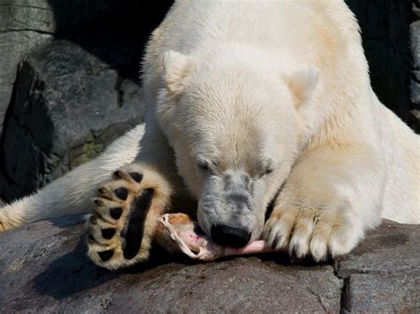 Osos polares cambian su dieta   Muy Interesante