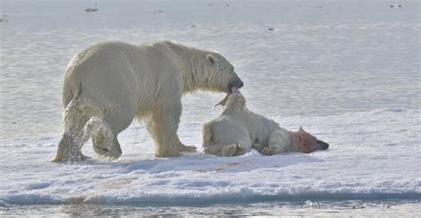 Osos polares del Ártico se están canibalizando por falta ...