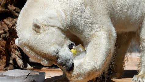 Osos polares en el Ártico se ven obligados a comer ...