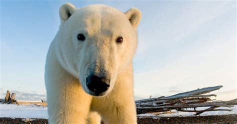 Osos polares pelean por comida que la marea llevó a la ...