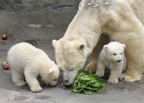 Osos Polares: ¿Que comen los Osos Polares?