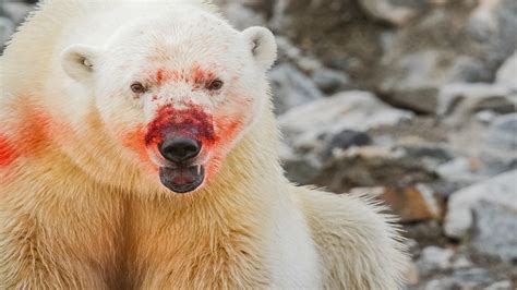 Osos polares se comen entre ellos por el cambio climático