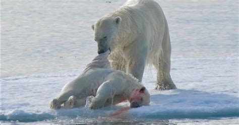 Osos polares se comen unos a otros y la causa es el ...