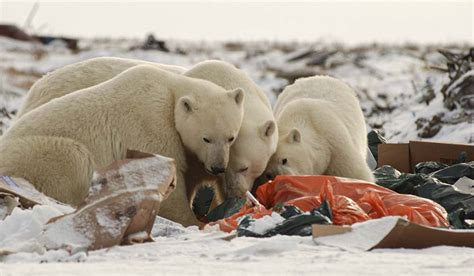 Osos polares también comen plástico en el Ártico