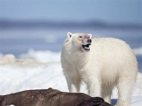 Osos polares también comen plástico