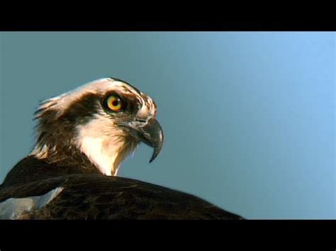 Osprey 01, Birds of Prey in America   YouTube