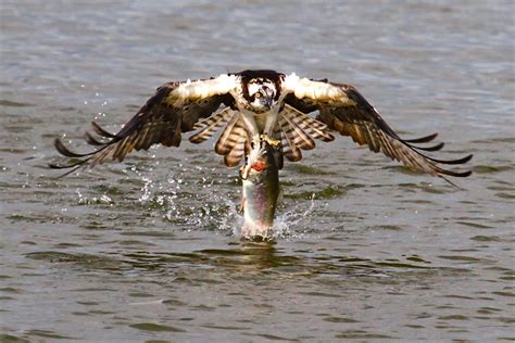 Osprey with Trout – Focusing on Wildlife