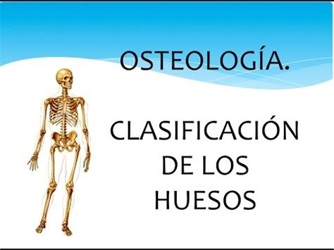 Osteología. Generalidades de los huesos.   YouTube