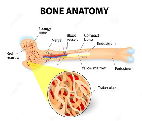 Osteología: ¿Osteología?