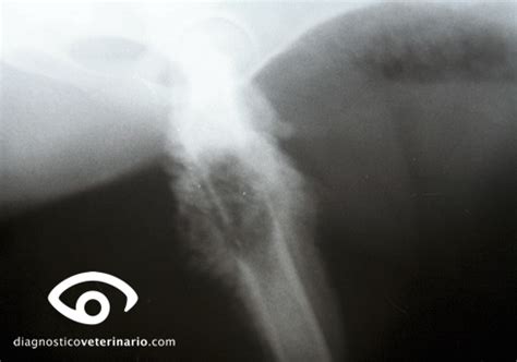 Osteosarcoma canino | Diagnóstico Veterinario