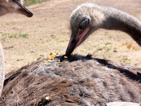 Ostrich Eating Corn Free Stock Photo   Public Domain Pictures