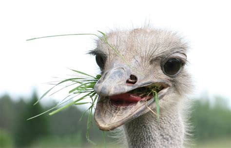 Ostrich eating stock photo. Image of portrait, african ...
