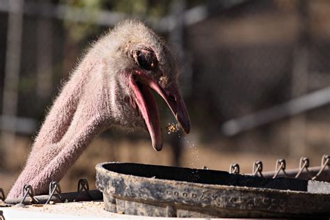 Ostrich Eats | An Ostrich at the LA Zoo munches on some ...