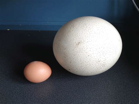 Ostrich Egg for sale in UK | 24 second hand Ostrich Eggs