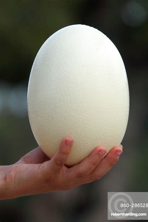 Ostrich egg in the hand | Stock Photo