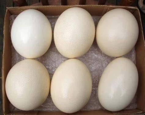 Ostrich Egg   Sahara Global Farms Buy ostrich eggs from ...