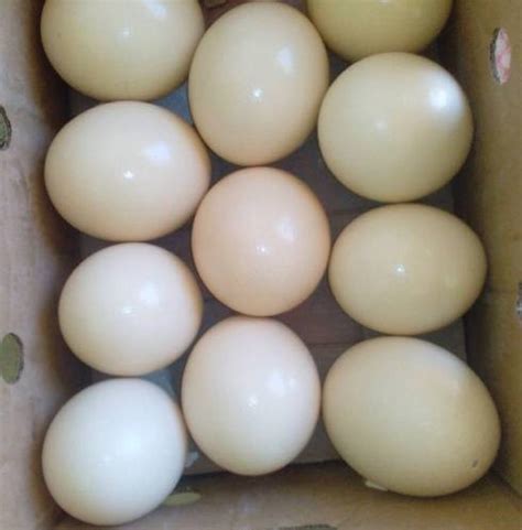 Ostrich Egg   Sahara Global Farms Buy ostrich eggs from ...