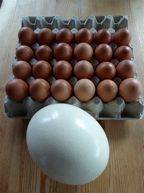 Ostrich Egg Scramble – TeaWea – Comparison with a chicken egg