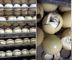 Ostrich Egg   Wholesale Price & Mandi Rate for Ostrich Egg
