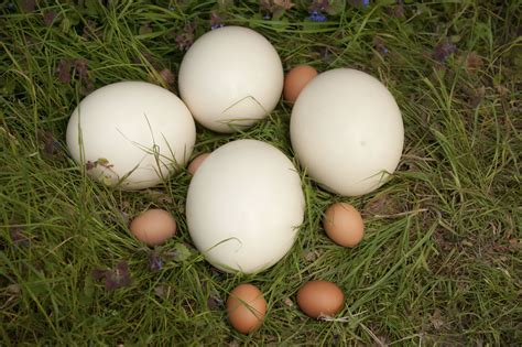 Ostrich eggs arrive in selected Waitrose branches ...
