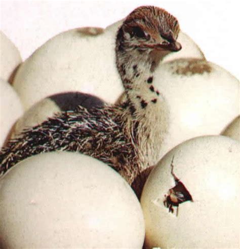Ostrich Eggs for Hatching by AgroHouse , Made in UK