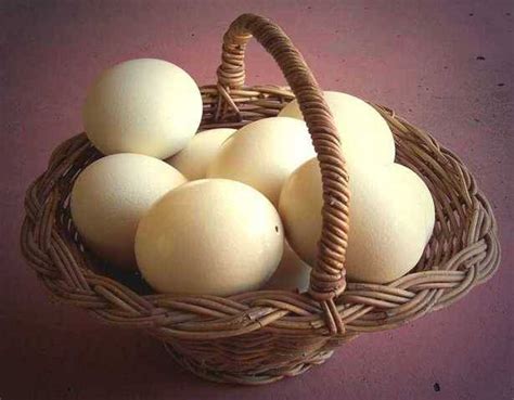 Ostrich eggs FOR SALE from gympie Queensland @ Adpost.com ...