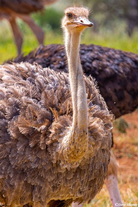 Ostrich Face | Tarangire National Park, Tanzania 2019 ...
