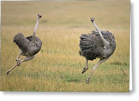Ostrich Female Chasing Rival Photograph by Ingo Arndt