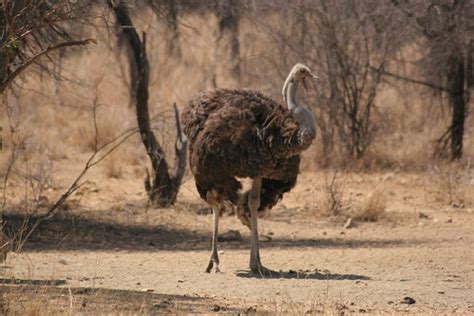 Ostrich   Female | Moan, moan, moan...pity I didn t get a ...